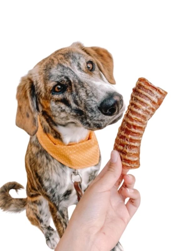 Snack Tráquea de res deshidratada (35g) – Crunchies