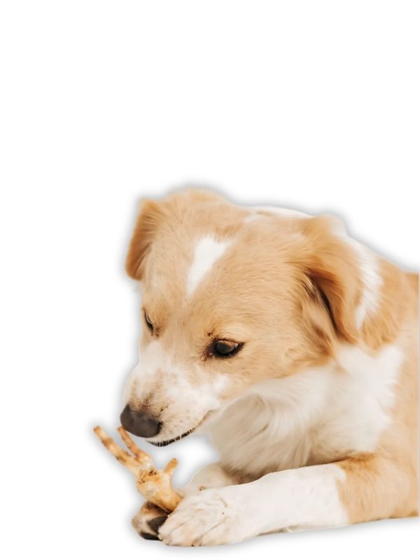 Snack Patitas de pollo deshidratadas (6 piezas) – Crunchies